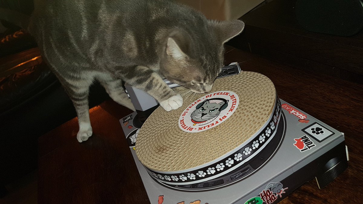 ginguscann's tweet photo. @EdGambleComedy I did and hes been on the ones and twos all evening. I'll never get to sleep lol. #felixthehousecat https://t.co/7Gj43gppdf