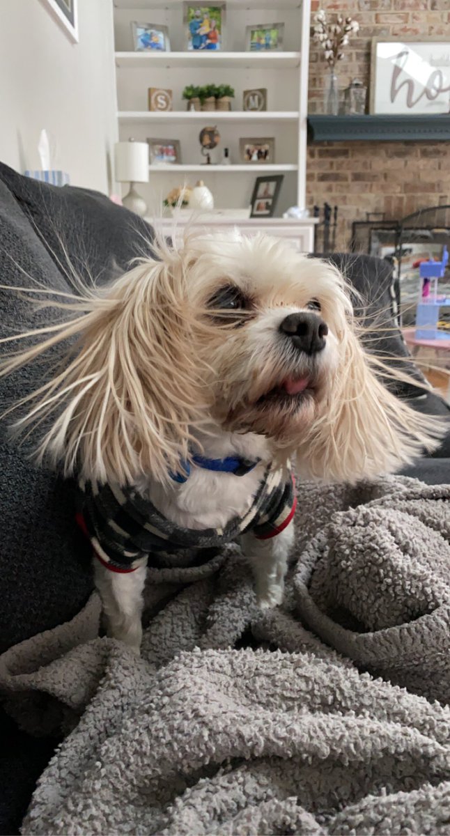 forthrightfrank's tweet photo. #AOClied about nothing... here is my electric puppy https://t.co/0DOFO7zPZp