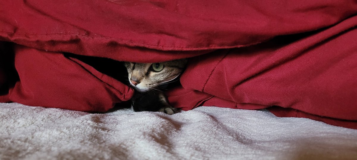 Jett79's tweet photo. Me since March 2020. #pandemiclife #CatsOfTwitter #CatsOnTwitter #Caturday https://t.co/RHoiupigO6