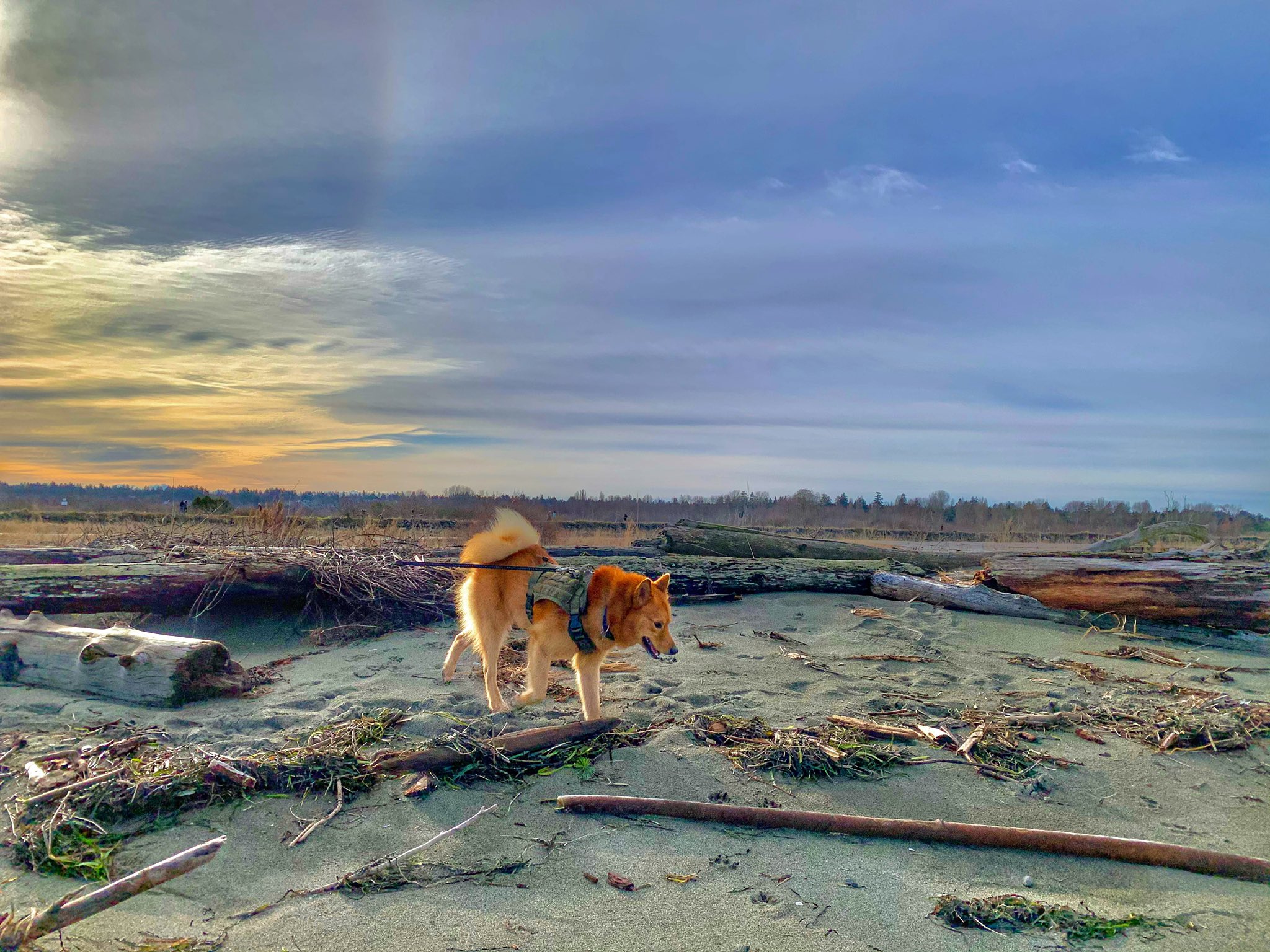 The Hermetic Witch Trying To Find That Perfect Piece Of Driftwood ファインダー越しの私の世界 カナダ スローライフ Pashadelic 海 Citybythesea Oceanside Slowlifestyle Slowlife Indy Photolife S Shot Snapshot 絶景delic