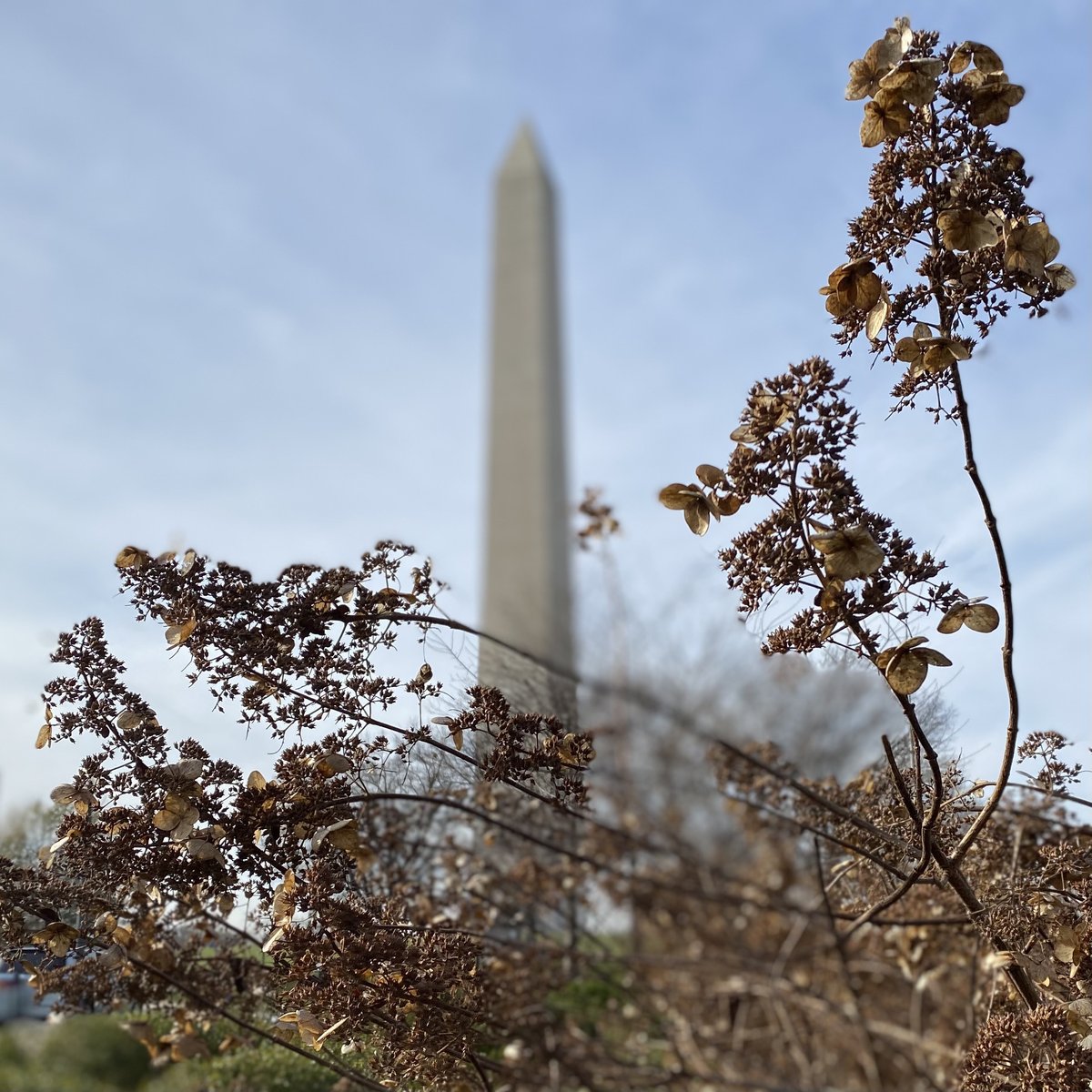 SIGardens's tweet photo. The delicate dried flowers of #Hydrangea paniculata ‘Chantilly Lace’ perfectly accent Monumentus washingtonia in the background (but it goes by the common name Washington Monument😋). https://t.co/HjqBO6rOLB