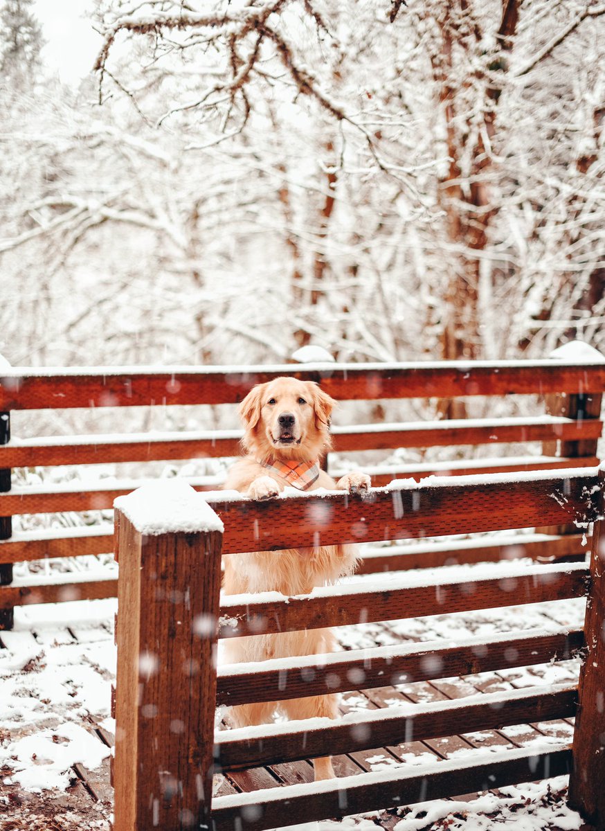 Hi there! Do you wanna build a snowman with me? ⛄️ <a href="/dog_rates/">WeRateDogs</a>