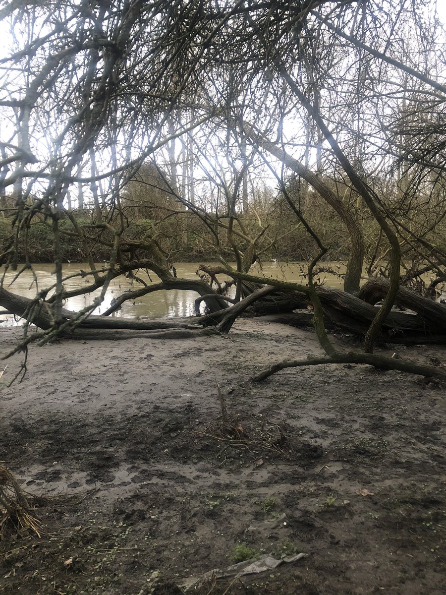 Rubbastuff's tweet photo. Another day, another lovely local walk.
#walk #eastlondon #olympicpark #victoriapark #millfieldspark #hackneydowns #hackneymarshes #riverlee #localloop #dogwalk https://t.co/cQEcXbpoJC