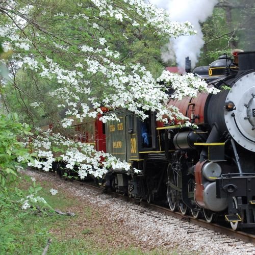 On Saturday and Sunday, March 20-21, 2021 The Dogwood Brunch Train departs at 11:00 a.m.  Visit our website at texasstaterailroad.net and select the Events Tab for multiple seating and pricing options.   We hope to see you on the rails! #brunch #trains #adventure #TSRR