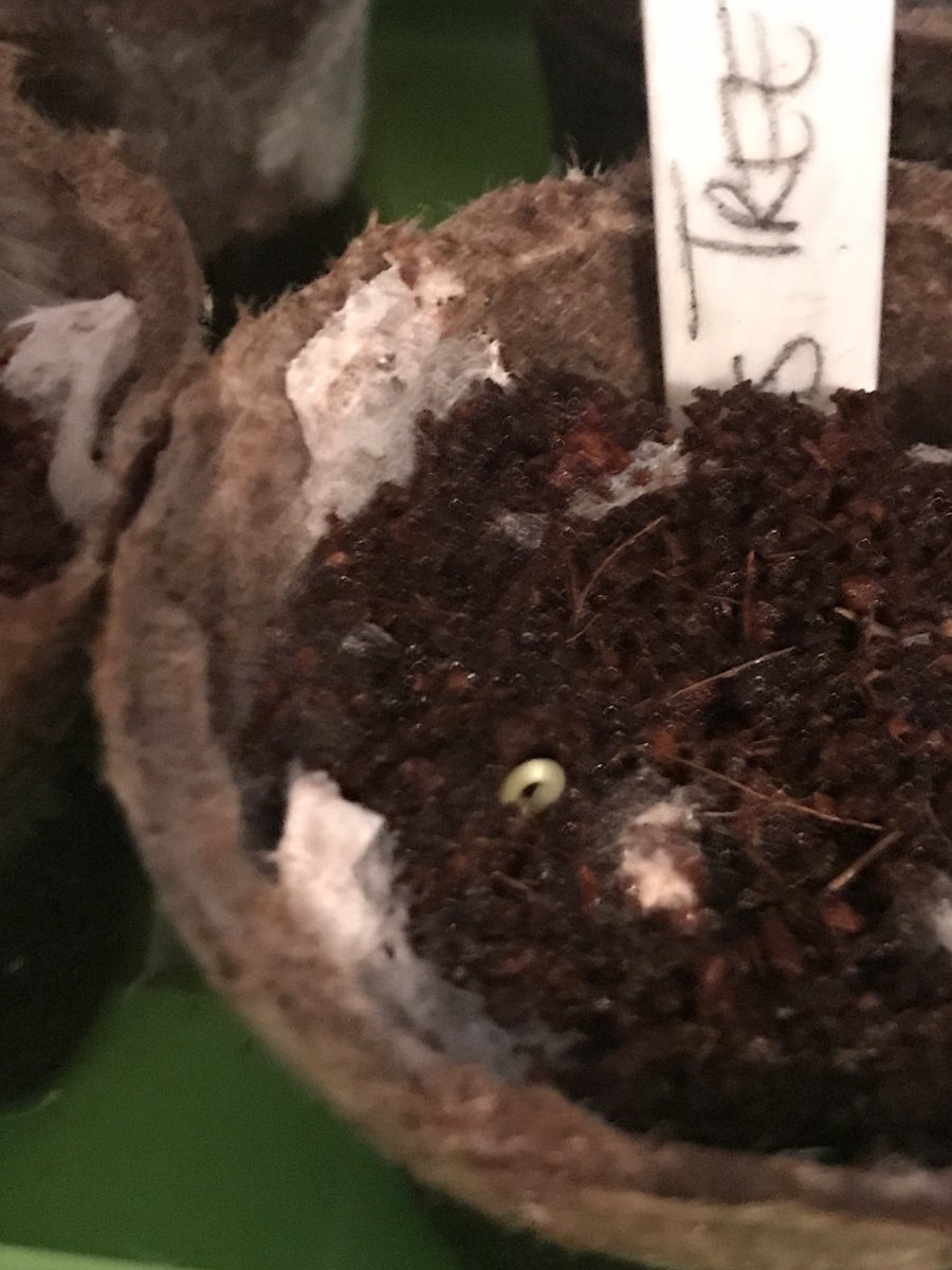 UpATree3's tweet photo. Ooo! I now have a Judas Tree Bonsai seed sprouting!!! 🙃🌱 https://t.co/8sbJWd5qNM