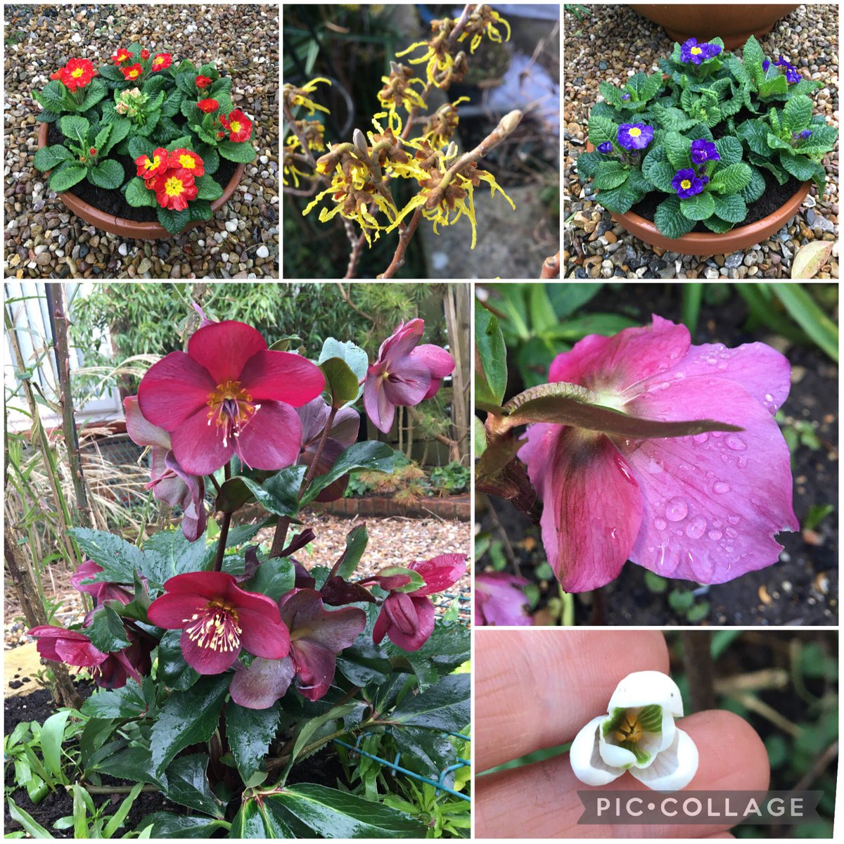 SusanBailey63's tweet photo. Today’s #SixonSaturday features a 2 pots of instant colour #polyanthus, citrusy yellow #hamamelis, the rainy outside of a pretty pink #hellebore, looking properly at the beautiful inside of a #snowdrop &amp; lastly yet another picture of my glorious #icenroses red hellebore #mygarden https://t.co/tVmFJFIf55