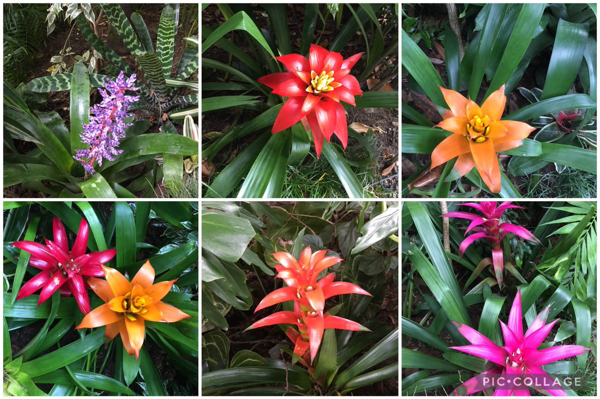kapukamum's tweet photo. @oicaBli B is for #Bromeliads from the grounds and #Baci from the museum of Villa Carlotta (Lake Como)
Francesco Hayez - L’ultimo bacio dato a Giulietta da Romeo and
Adam Tadolini - Cupid and Psyche #SixonSaturday #AlphabettyBlooms #KissoftheDay 😘 https://t.co/46P7cxYpMf