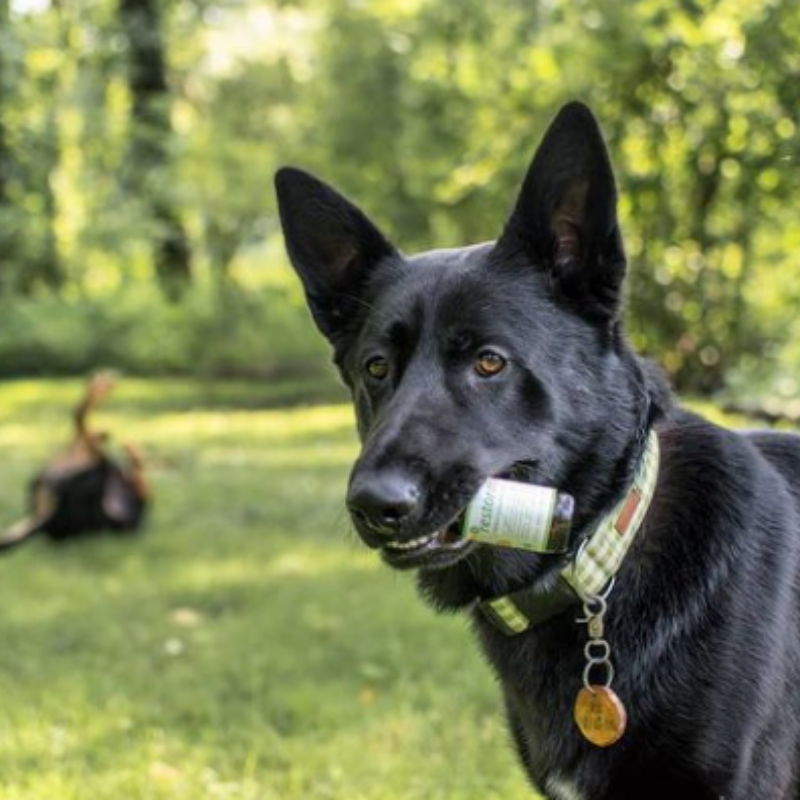 "We were lucky enough to get to try out <a href="/restorapet/">RestoraPet</a> (bacon flavor!) As the owner of two very active dogs, I'm always looking for products that will help them maintain their energy" 😋

We are happy to hear that your pup is getting better! Thank you for tagging us, @libbyswolfpack