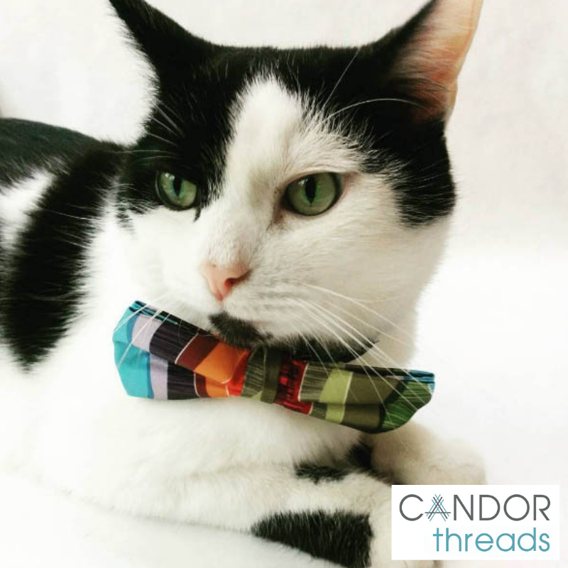 CandorThreads's tweet photo. Custom bow ties aren't just for people.
https://t.co/sftMlk3EnU
#clients #furryfriends #cats #customapparel #custombowties #bowtiesarecool #bowties #bowtie https://t.co/JAKMtmilXx