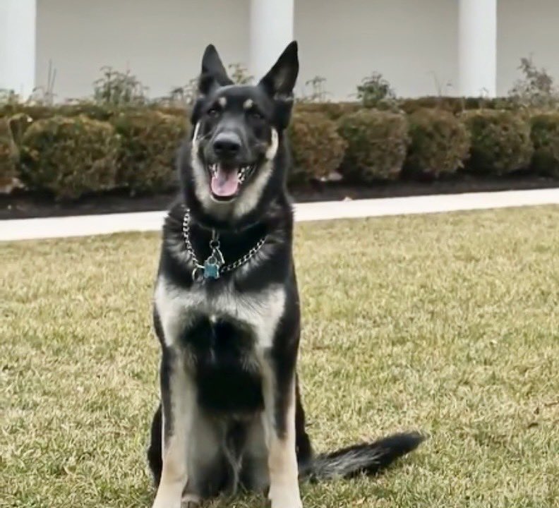 TheOvalPawffice's tweet image. 🐾 As per my #PawsRelease at the time the of the ankle incident, I maintain that I am innocent. After a thorough investigation by the secret service, I was exonerated of any wrongdoing. It was scientifically proven that my dad caught his leg in that landslide he won by. - Major