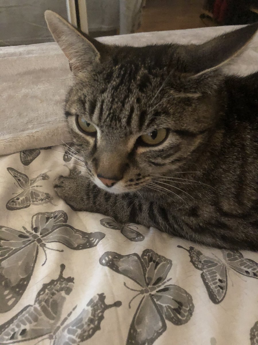 Its_not_Sierra's tweet photo. @b1mbofication @CaraLisette Meet Bruce 🐱 https://t.co/30a8dfdojZ