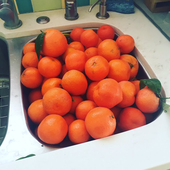 Harvest time is ending. I picked 135 from my tree today. They&rsquo;ll go to friends &amp; neighbors, and I&rsquo;ll<a href="/tag/cambridgeuniversitypress"class="tags"><span>#cambridgeuniversitypress</span></a>