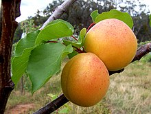 This is an apricot.It's short for mālum [praecoq]uum, apple that ripens early.