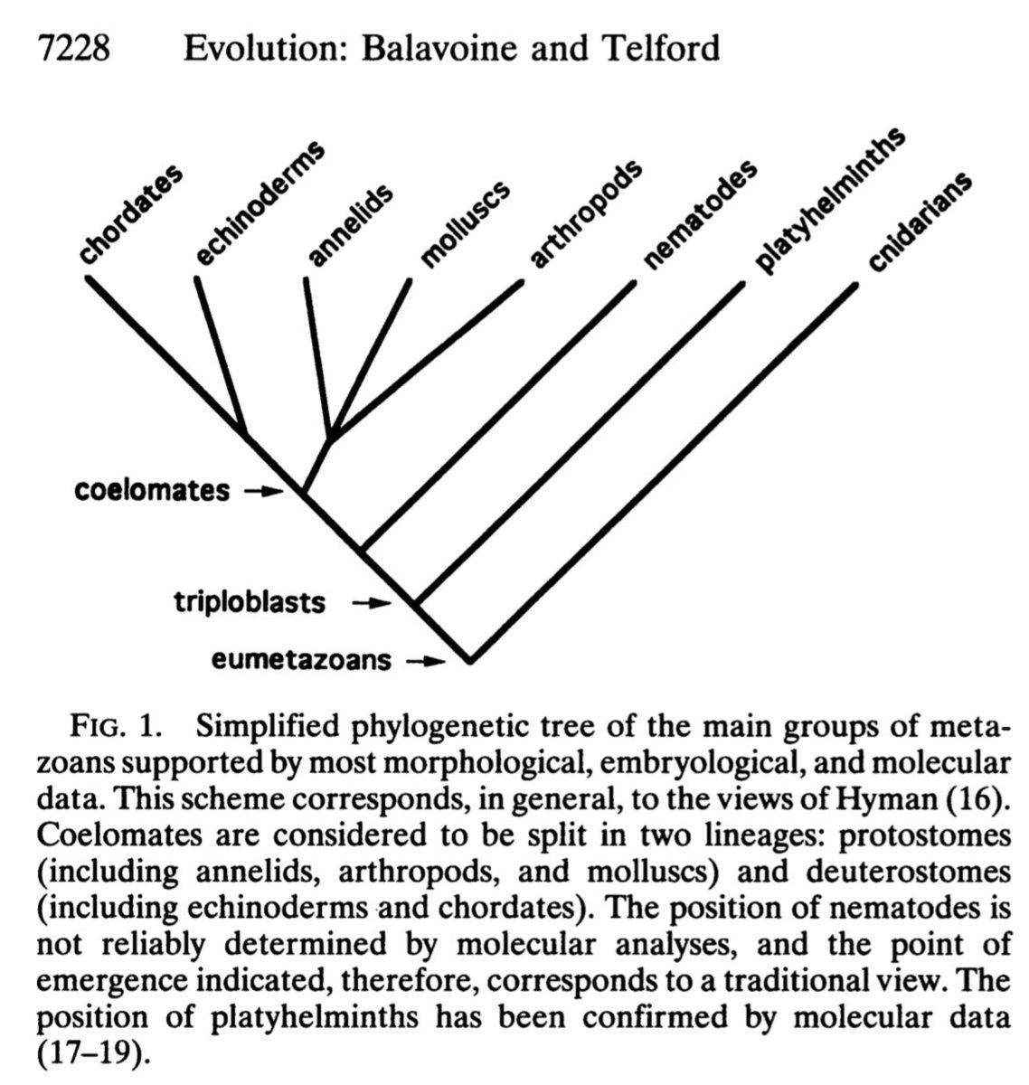 HOX genes in planaria began to be cloned in the 1990’s https://www.pnas.org/content/92/16/7227 @PNASNews