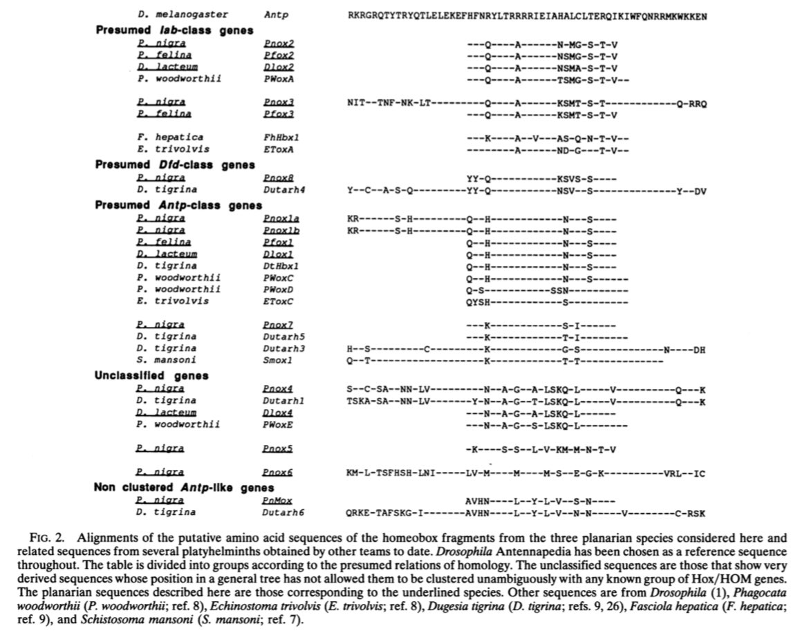 HOX genes in planaria began to be cloned in the 1990’s https://www.pnas.org/content/92/16/7227 @PNASNews