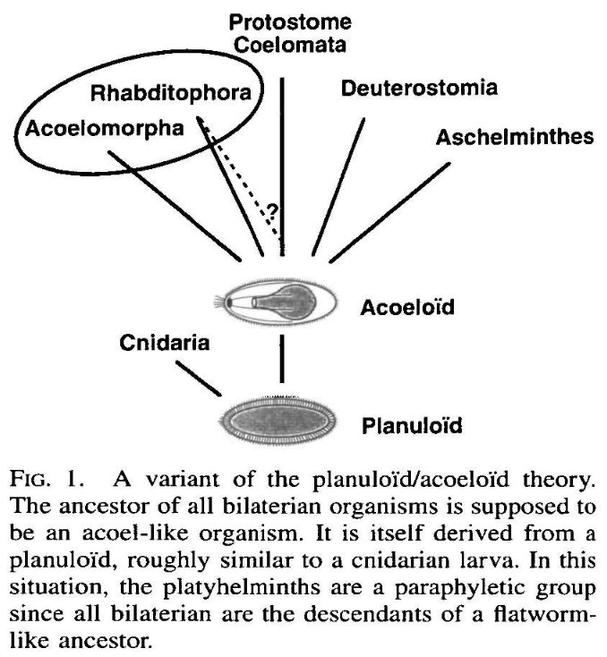 Planaria have derivatives of ecto-, endo- and mesoderm, but lack visible segmentations in their body plan.Hence, there has been a great deal of interest by developmental and evolutionary biologists in understanding HOX gene function in planaria. https://citeseerx.ist.psu.edu/viewdoc/download?doi=10.1.1.125.5322&rep=rep1&type=pdf