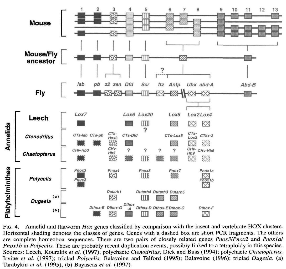 Planaria have derivatives of ecto-, endo- and mesoderm, but lack visible segmentations in their body plan.Hence, there has been a great deal of interest by developmental and evolutionary biologists in understanding HOX gene function in planaria. https://citeseerx.ist.psu.edu/viewdoc/download?doi=10.1.1.125.5322&rep=rep1&type=pdf