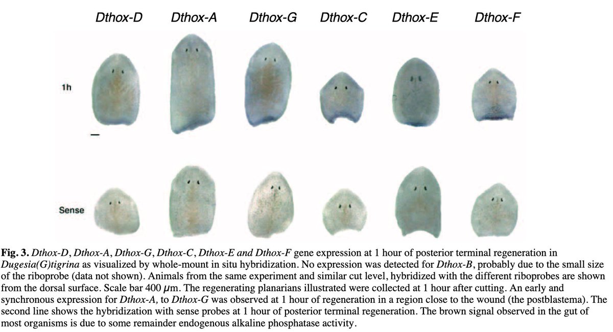 Intense efforts to define their spatial expression patterns followed soon after https://dev.biologists.org/content/develop/124/1/141.full.pdf https://www.sciencedirect.com/science/article/pii/S0012160699992758 @Dev_journal  @Dev_Bio_Journal