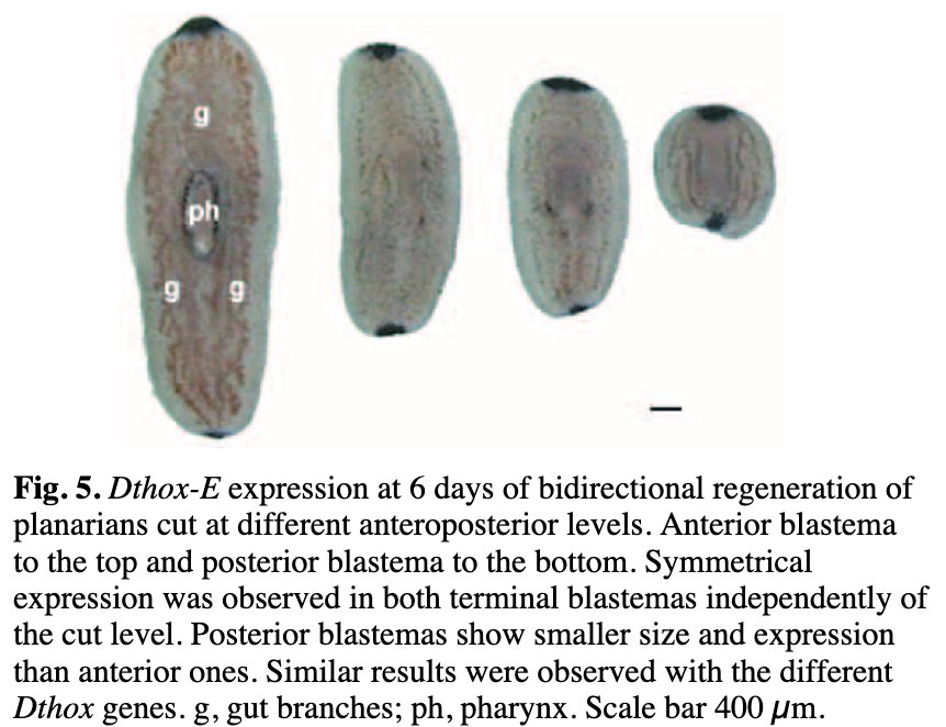 One effort in Dugesia tigrina reported that HOX genes did not distinguish between anterior and posterior endsThe authors concluded their observation “...questions the conserved function attributed to the Hox cluster genes in anteroposterior positional information” @Dev_journal