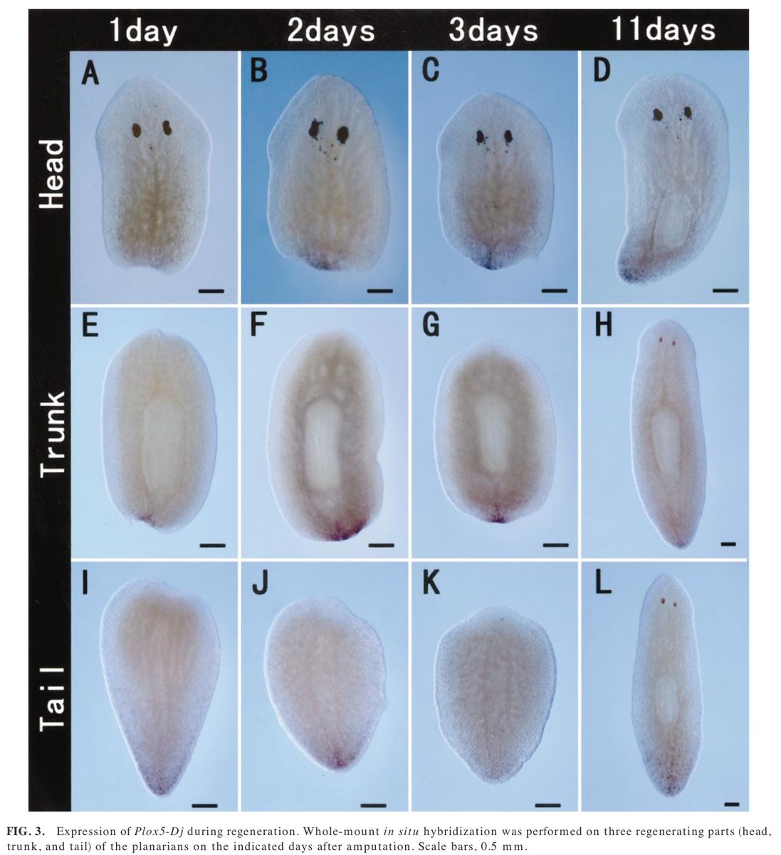 The authors also reported that expression of the D. Japonica HOX genes were “...expressed along the A-P axis...” and concluded that they “may be the involved in A-P patterning during regeneration, as in other higher organisms” @Dev_Bio_Journal