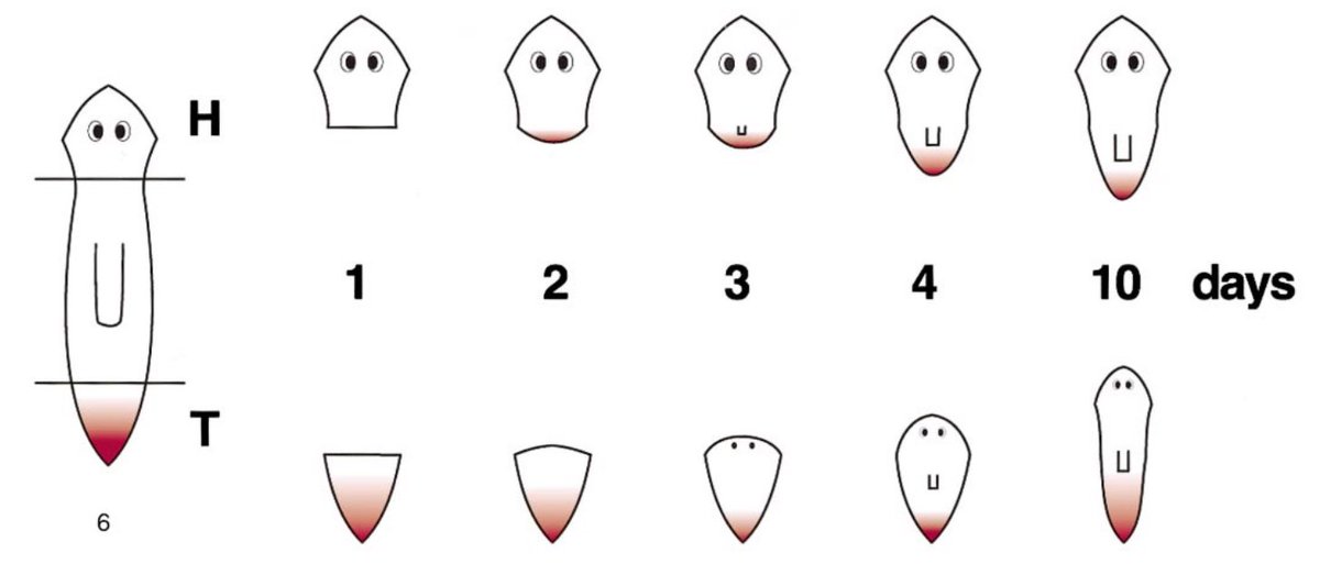 The authors also reported that expression of the D. Japonica HOX genes were “...expressed along the A-P axis...” and concluded that they “may be the involved in A-P patterning during regeneration, as in other higher organisms” @Dev_Bio_Journal