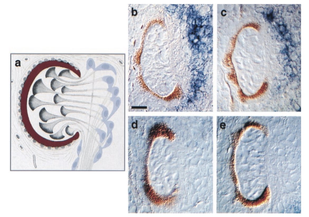 RNA mediated genetic interference was introduced in planaria the same year (1999)  https://www.pnas.org/content/pnas/96/9/5049.full.pdf