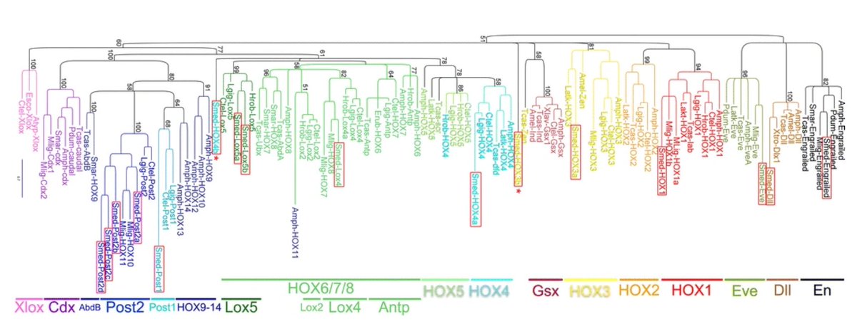 In 2016, Bret Pearson  @SheckyFeinblatt and his trainees comprehensively defined the phylogenetic relationship of planaria HOX genes to other species https://evodevojournal.biomedcentral.com/articles/10.1186/s13227-016-0044-8 @BioMedCentral