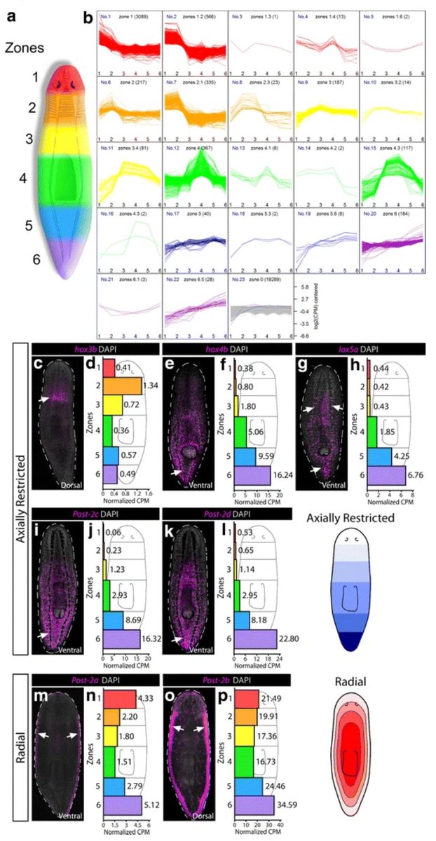 They also established definitive expression patterns of HOX genes in S. mediterraneaUnfortunately, as it was the case for other species, the authors wrote that “... no phenotype has been functionally ascribed to planarian HOX genes...” https://evodevojournal.biomedcentral.com/articles/10.1186/s13227-016-0044-8 @BioMedCentral