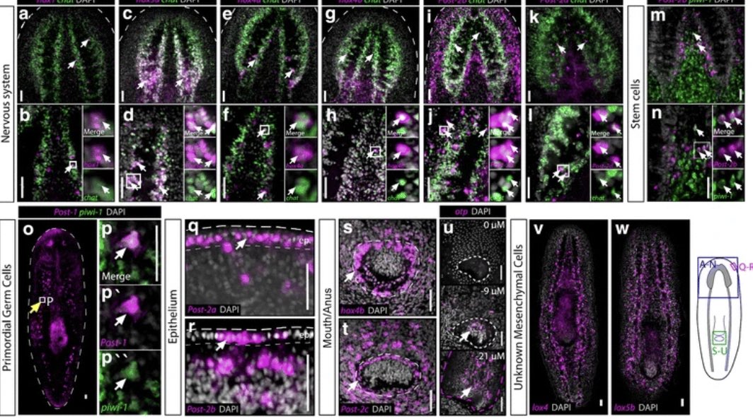 They also established definitive expression patterns of HOX genes in S. mediterraneaUnfortunately, as it was the case for other species, the authors wrote that “... no phenotype has been functionally ascribed to planarian HOX genes...” https://evodevojournal.biomedcentral.com/articles/10.1186/s13227-016-0044-8 @BioMedCentral