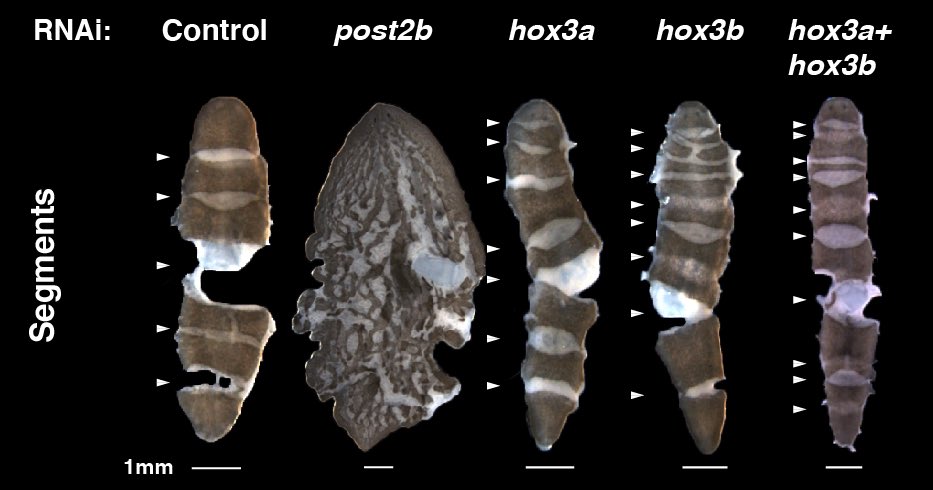 We found that RNAi of post2b eliminated the deposition of segments and that Hox 3 increased their number along the anterior-posterior axis  https://www.biorxiv.org/content/10.1101/2021.01.24.427972v1.article-metrics @biorxivpreprint