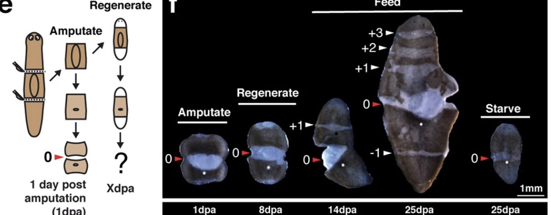This altogether new finding led us to study the segments in greater detailWe observed that the number of segments scales proportionally with animal growth size and are added in a defined order  https://www.nature.com/articles/s41586-019-1478-7#citeas @nature