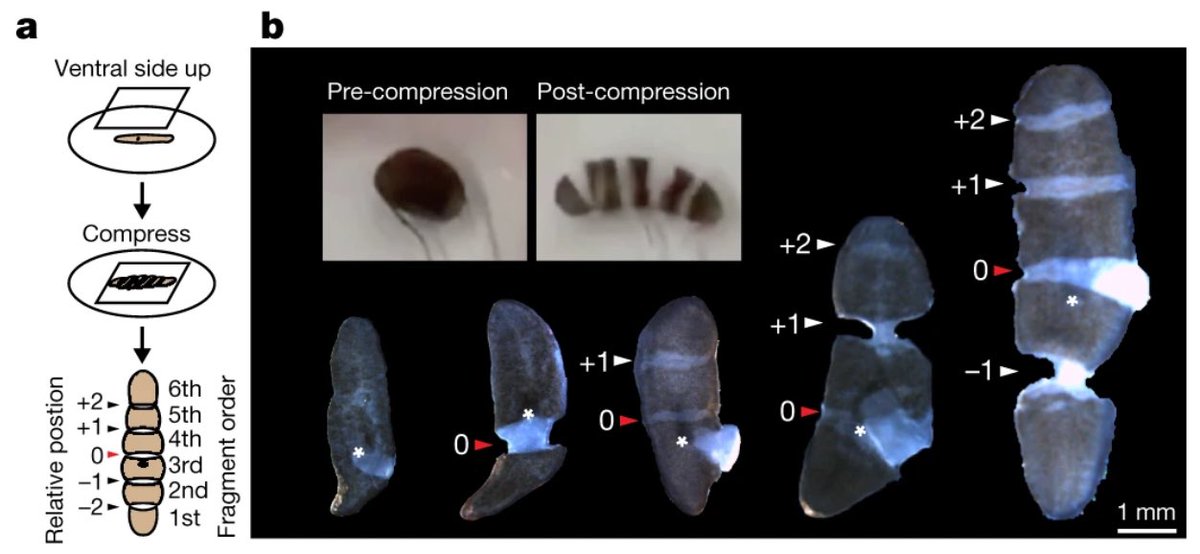 This altogether new finding led us to study the segments in greater detailWe observed that the number of segments scales proportionally with animal growth size and are added in a defined order  https://www.nature.com/articles/s41586-019-1478-7#citeas @nature