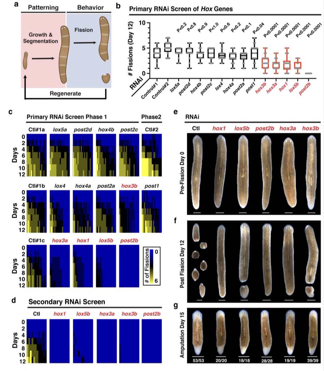 Given these new data, i.e., segments and an orderly appearance during growth along the anterior posterior axis, we hypothesized a possible role for HOX genes in this process. We tested their functions using RNAi https://www.biorxiv.org/content/10.1101/2021.01.24.427972v1.article-metrics @biorxivpreprint