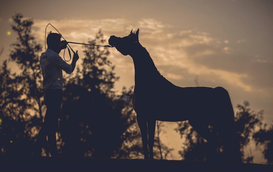 كتارا .. تصهل بالخيـــول الأصيلة 
ولكل فايـــــز .. بالمنصة .. مقامة

شوفوا : (ماريا مجدالينا و جليلة)
تصدروا الالقـــاب بأسم : الثمامة <a href="/AdelAliBinAli/">عادل علي بن علي</a> <a href="/NabeelAliBinAli/">نبيل علي بن علي</a> <a href="/kataraqatar/">كتارا | Katara</a> althumamastud@