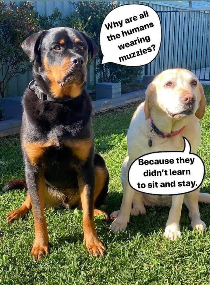 LisaTMSA's tweet photo. #DogTruth https://t.co/35T02ETYD6