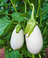 Similarly, this is what eggplants used to look like before they were specifically bred for a patriotic purple color.The latin name for it is Solanum melongena, or "crazy apple."Eggplants used to be egg-shaped crazy apples.