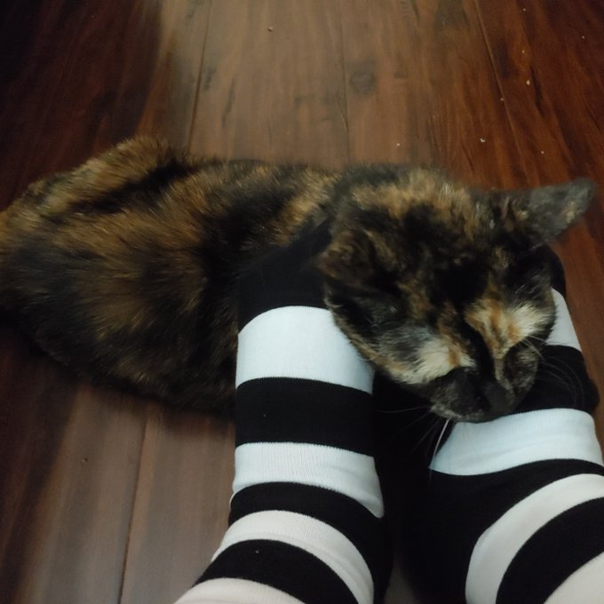 Socks and pussy, who doesn't love that?? https://t.co/afoBW5JgY1<a href="/tag/nopanties"class="tags"><span>#nopanties</span></a><a href="/tag/garterbelt"class="tags"><span>#garterbelt</span></a><a href="/tag/tallsocks"class="tags"><span>#tallsocks</span></a>