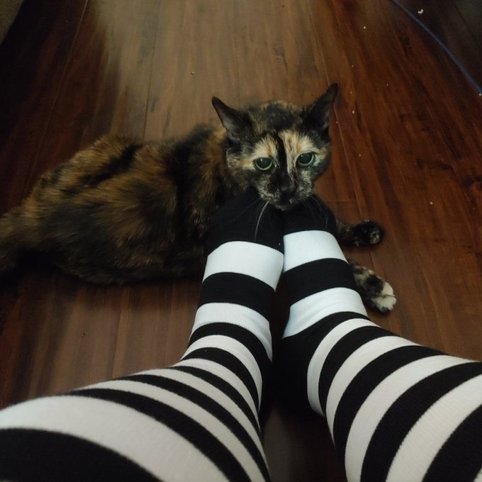 Socks and pussy, who doesn't love that?? https://t.co/afoBW5JgY1<a href="/tag/nopanties"class="tags"><span>#nopanties</span></a><a href="/tag/garterbelt"class="tags"><span>#garterbelt</span></a><a href="/tag/tallsocks"class="tags"><span>#tallsocks</span></a>