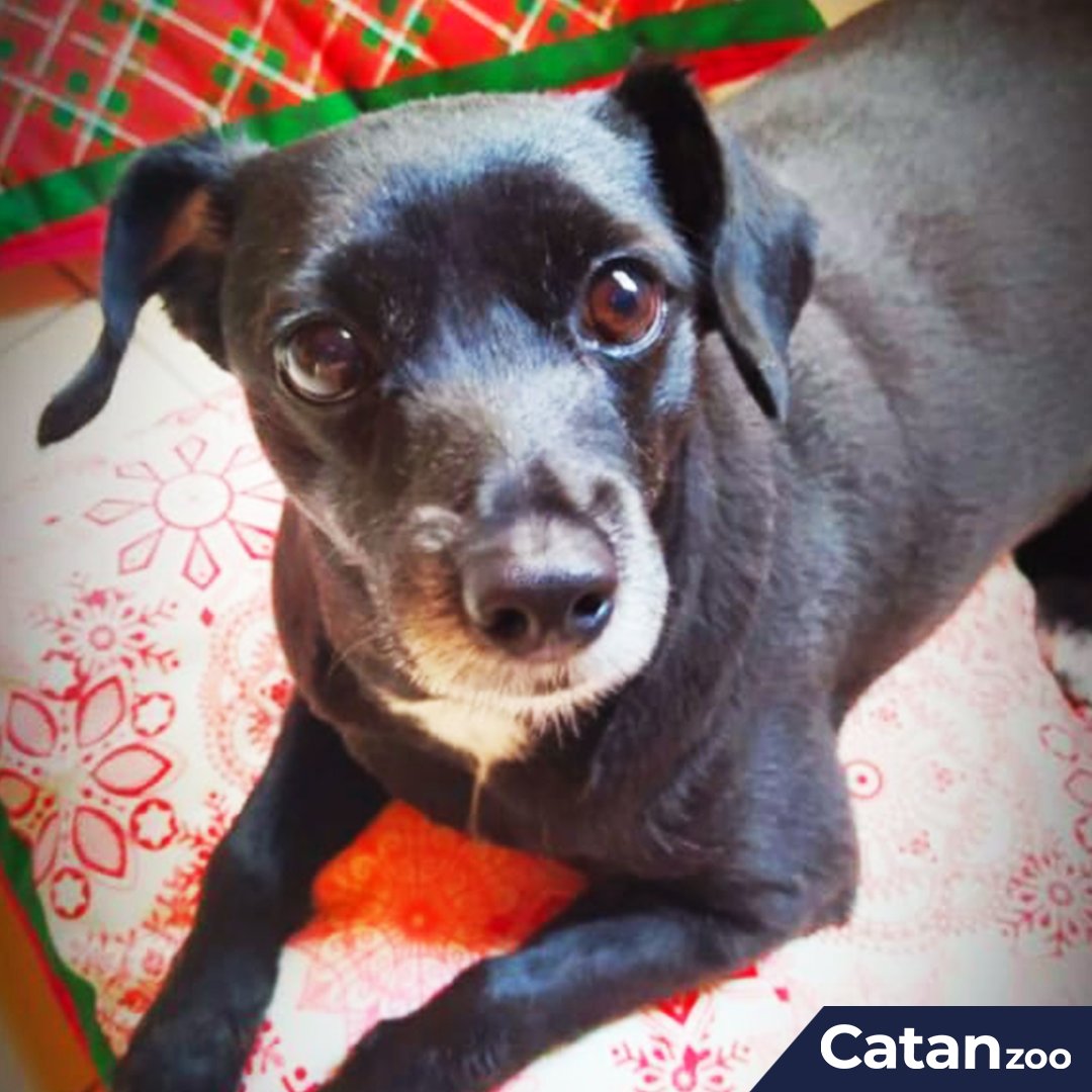 catanzoo's tweet photo. Participante #4 - La tierna princesa #CoffeeDelight 😍🐱
Te invitamos a seguirnos y compartir la publicación en tus redes sociales, recuerda que entre más likes tenga la foto de tu peludo, más oportunidades tiene de ganar la #MiniAncheta 🥳🤩 https://t.co/V3qAkgamza