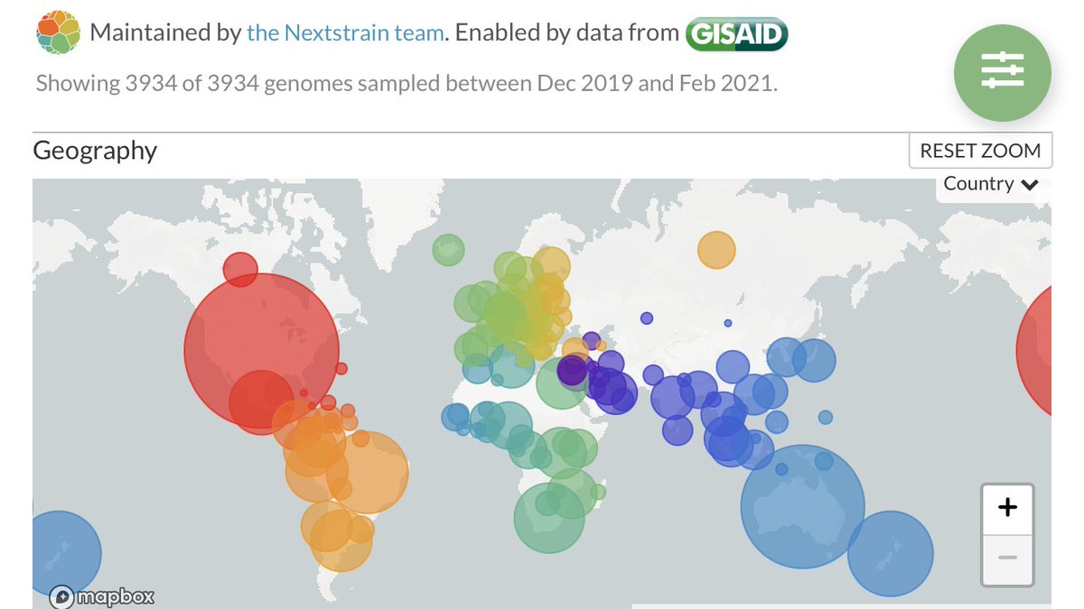 There would be no real-time genomic surveillance of SARS-CoV-2 without  @nextstrain. This is the main tool I use to analyse data generated by my colleagues from  @NathanGrubaugh lab. Nextstrain is developed and maintained by a team of researchers led by  @trvrb and  @richardneher.