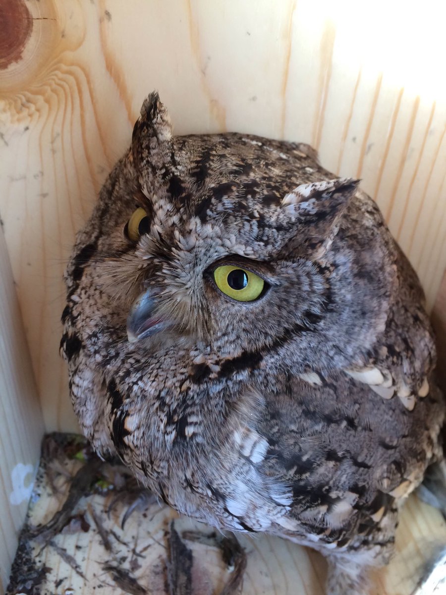“To me, the screech-owl is the quintessential owl – strictly nocturnal, large yellow eyes, and ear tufts. Their vocalizations are composed of soft hoots repeated in accelerating and descending fashion. I love hearing them at night, and they remind me of warm spring evenings." 2/7