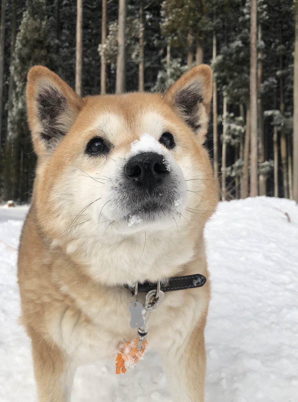 ムーコ おはなつめたーい