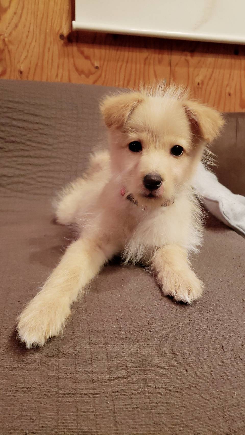 ニムバス 彗星さん على تويتر 柴プー ミックス犬 柴犬 トイプードル 先週うちに来た俺の妹が可愛い過ぎる件 T Co Yfz45wlwha تويتر