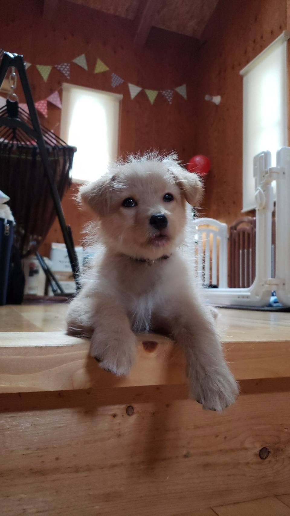 ニムバス 彗星さん 柴プー ミックス犬 柴犬 トイプードル 先週うちに来た俺の妹が可愛い過ぎる件