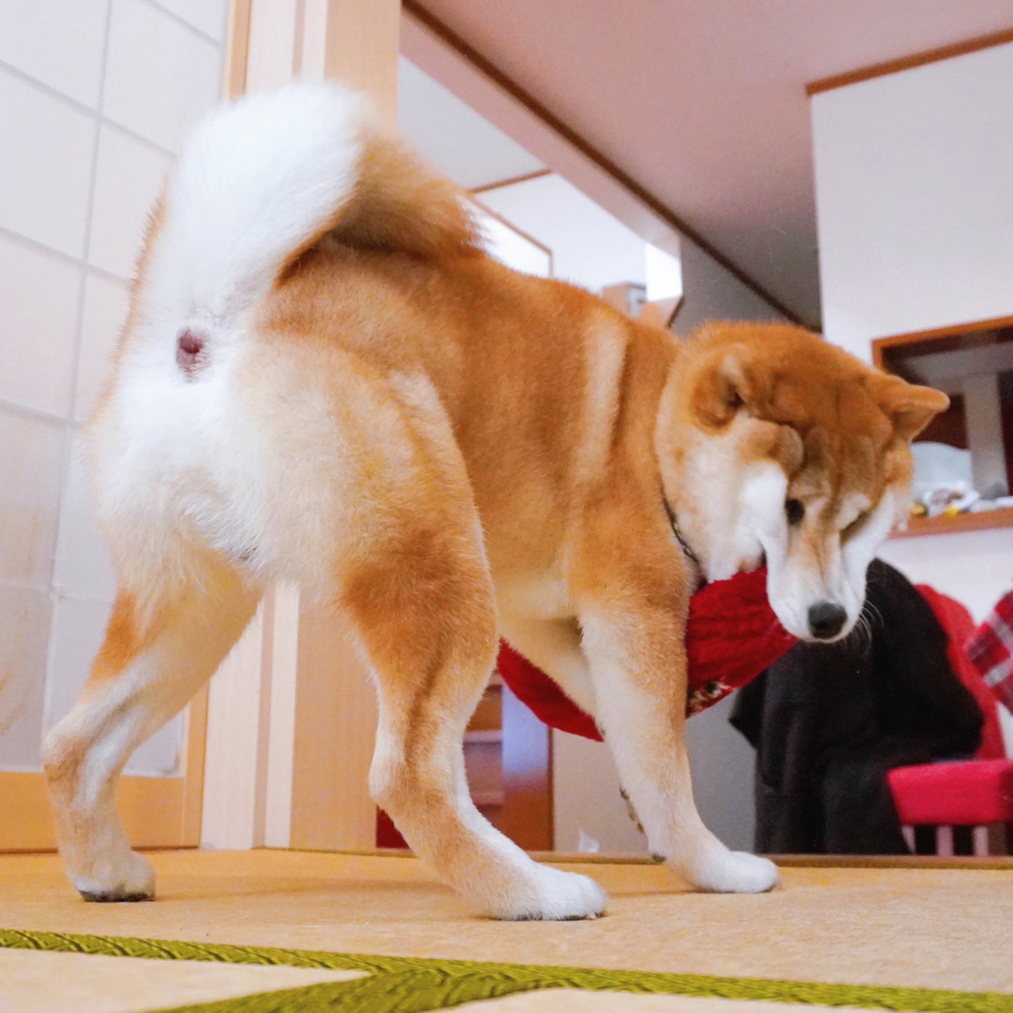バンダナ野郎 柴犬ケンタ おはようございます 柴ケツ T Co B9o2bhwoks Twitter