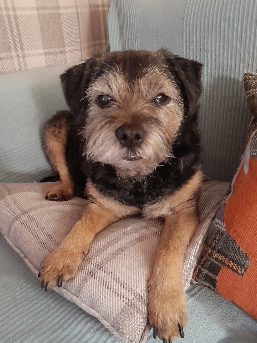 Sam,looking good after a day at the groomer being hand stripped.