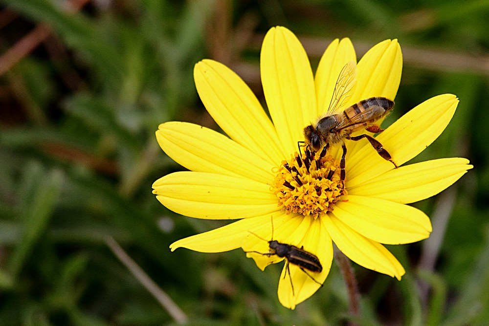 germanmoreira51's tweet photo. #macro #aveja #insecto #flor #petalos #polen #alas #patas #antenas #ojo #tallo #semilla #amarillo #negro #verde #blanco #insecto #naturaleza #jardin #botanico #macro #petalo #polen #Astylus #quadrilineatus #Astylusquadrilineatus #flor https://t.co/VrsqZZFVNd