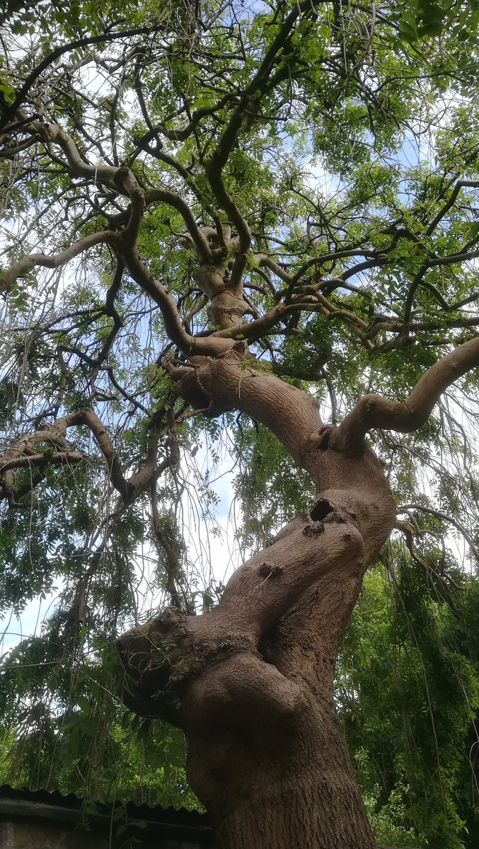 Pugged Out 💯 tweet media