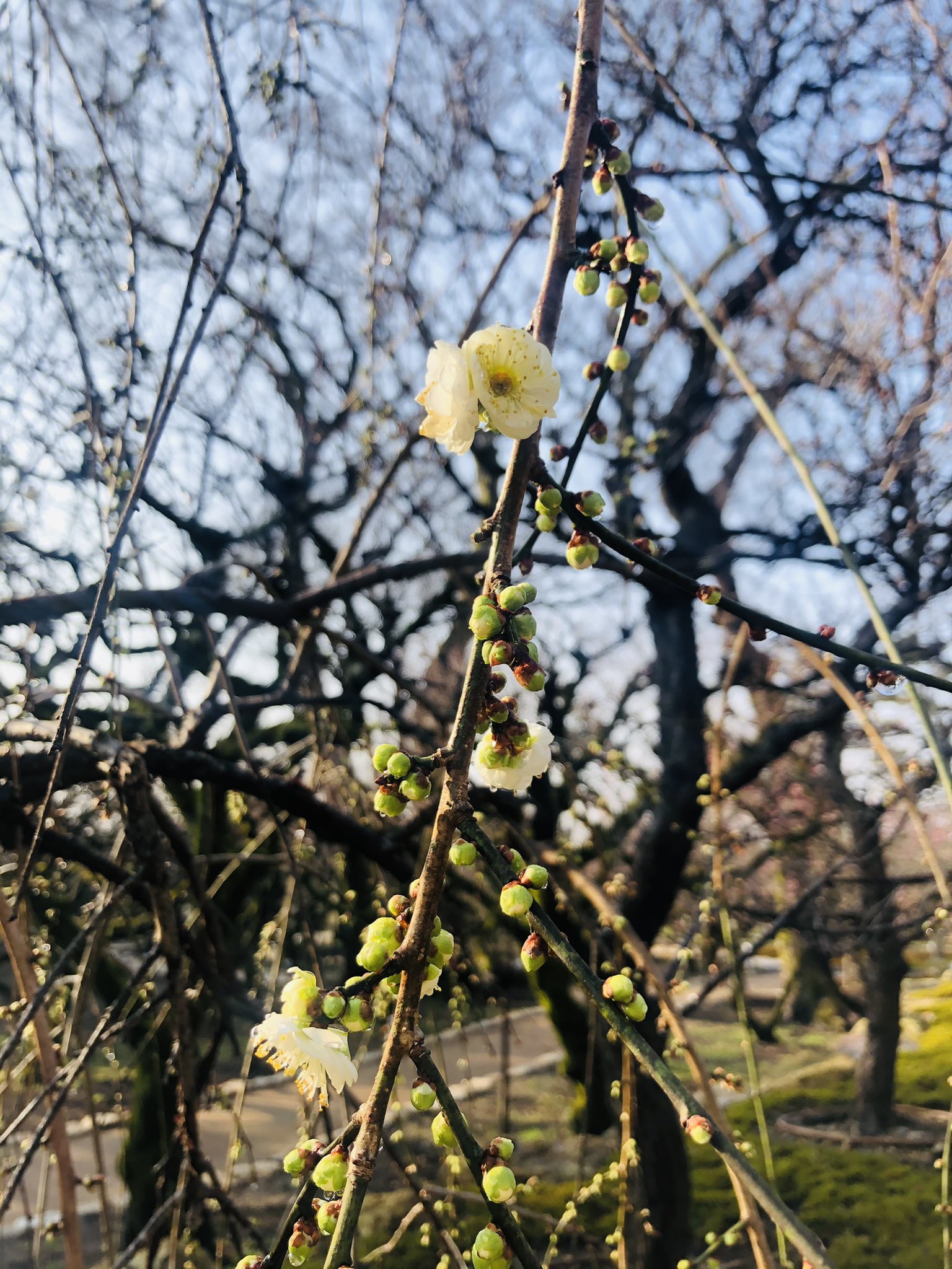 北野天満宮 北野文化研究所 梅苑の紅白のしだれ梅が だんだんと花開いてまいりました 北野天満宮には約50種類の梅の品種 がありますが その中でもしだれ梅は華やかさが際立ちます 京都 北野天満宮 梅苑 梅便り しだれ梅 T Co Bsv9hfigxj
