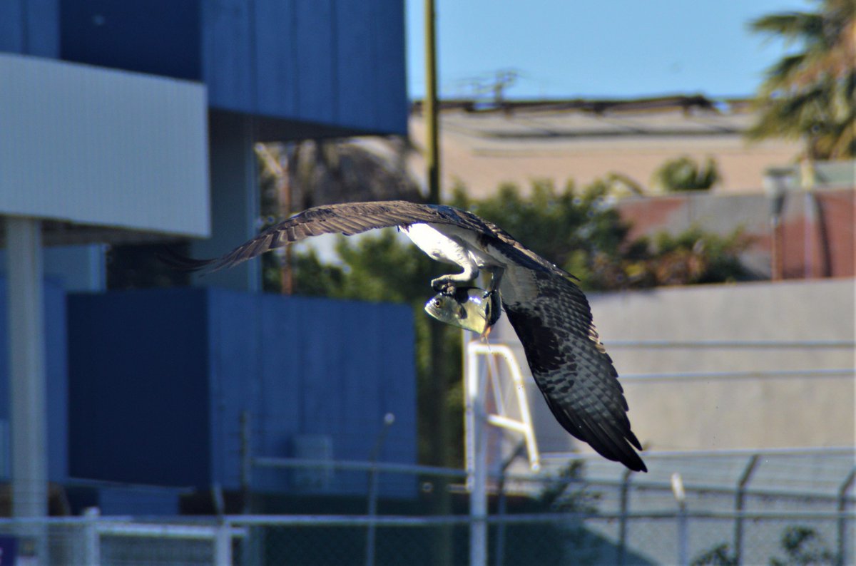 DebbieMckesson's tweet photo. Hi friends. I'm in Mexico with very little internet, but I have enough for this. I was standing in a marina admiring the day when an osprey caught a fish right next to me. Happily, my camera was in my hands. Missing the drives and the camaraderie! See you in May #wildearth https://t.co/RFPLlFR04z